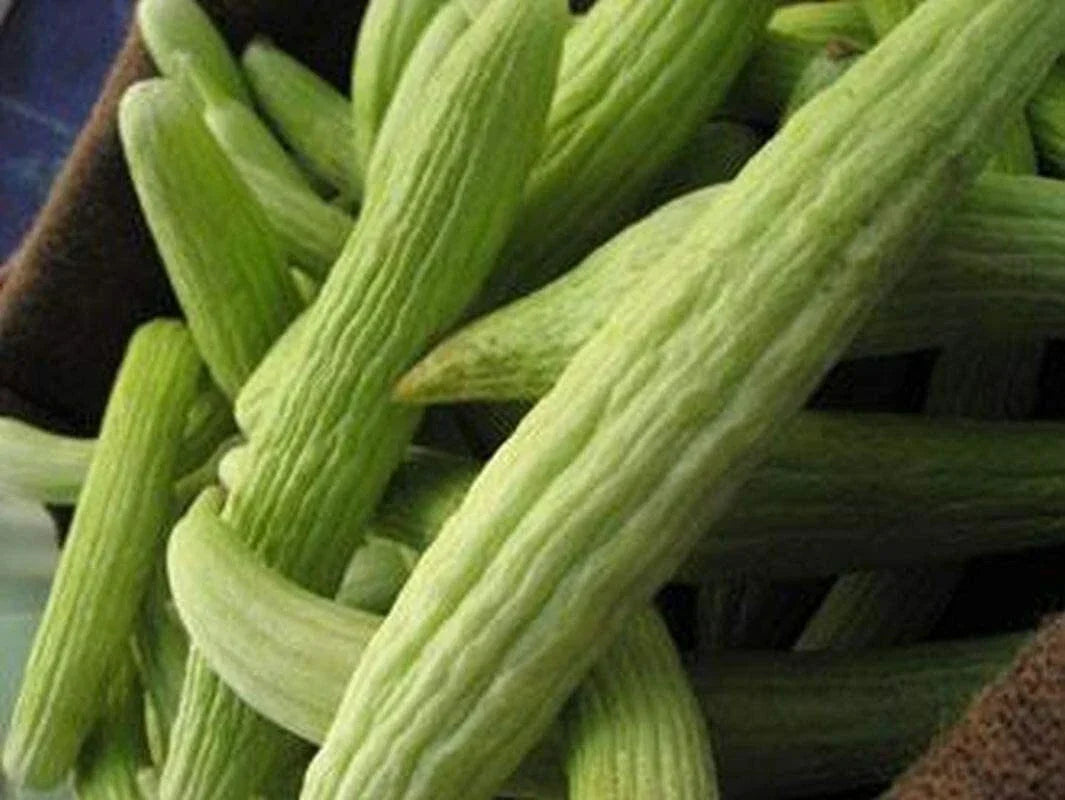 Armenian Cucumber Seeds - Metki Pale White Serpent, NON-GMO Burpless Heirloom, Cucumis melo var. flexuosus for Gardening