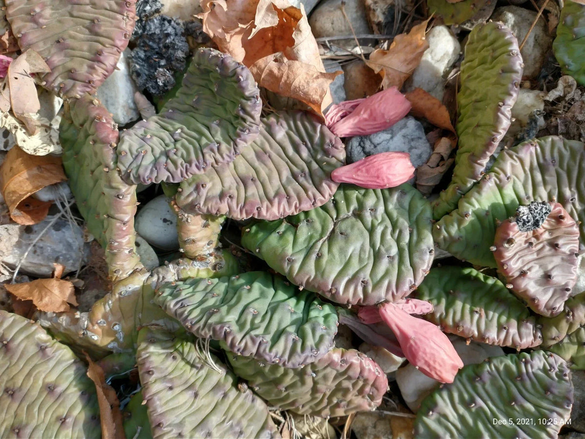 Large Prickly Pear Cactus Pads - 6 to 10 Inches - Cold Weather Tolerant Succulent - Opuntia spp. - Pack of 3