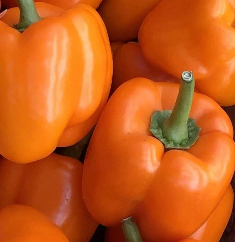 Orange Bell Pepper Seeds - 50+ Non-GMO Orange Sun Variety - Capsicum annuum, Ideal for Home Gardening and Culinary Use