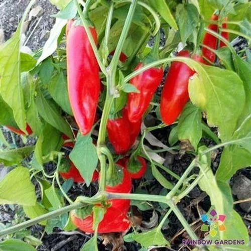Chipotle Morita Hot Pepper Seeds - 25+ Premium Seeds - Capsicum annuum - Non-GMO for Garden Planting - USA
