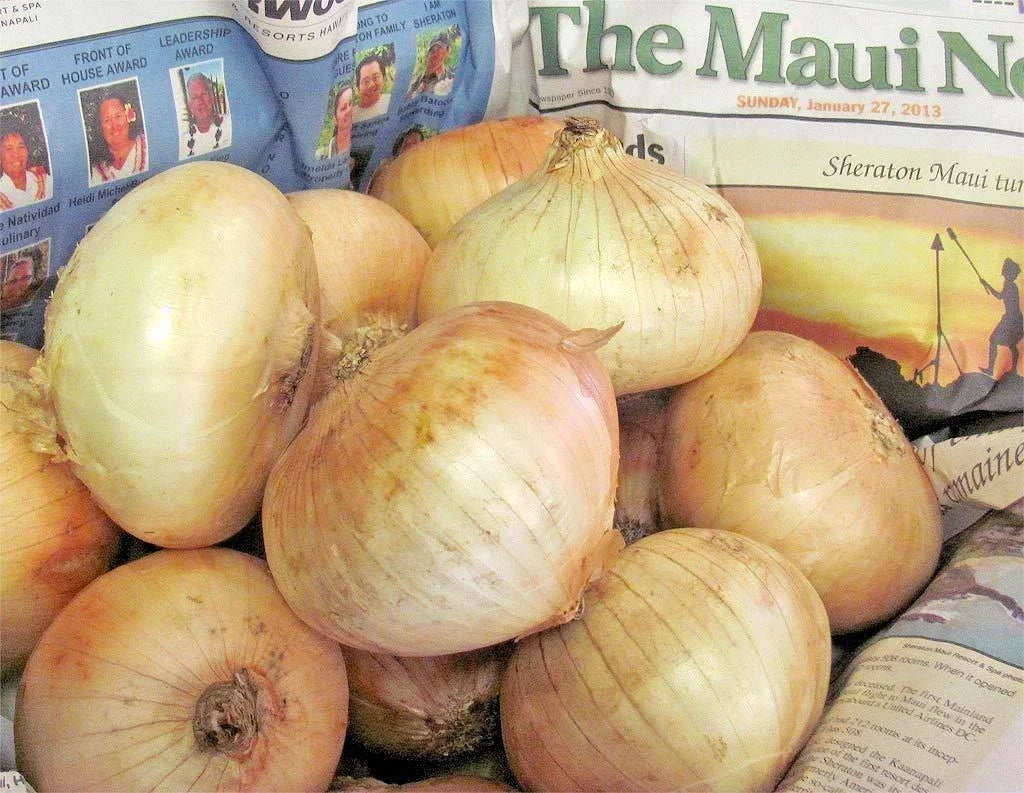 Maui Sweet Onion Seeds - 200+ Organic Short Day Variety - Allium cepa - Ideal for Spring & Fall Vegetable Garden Planting