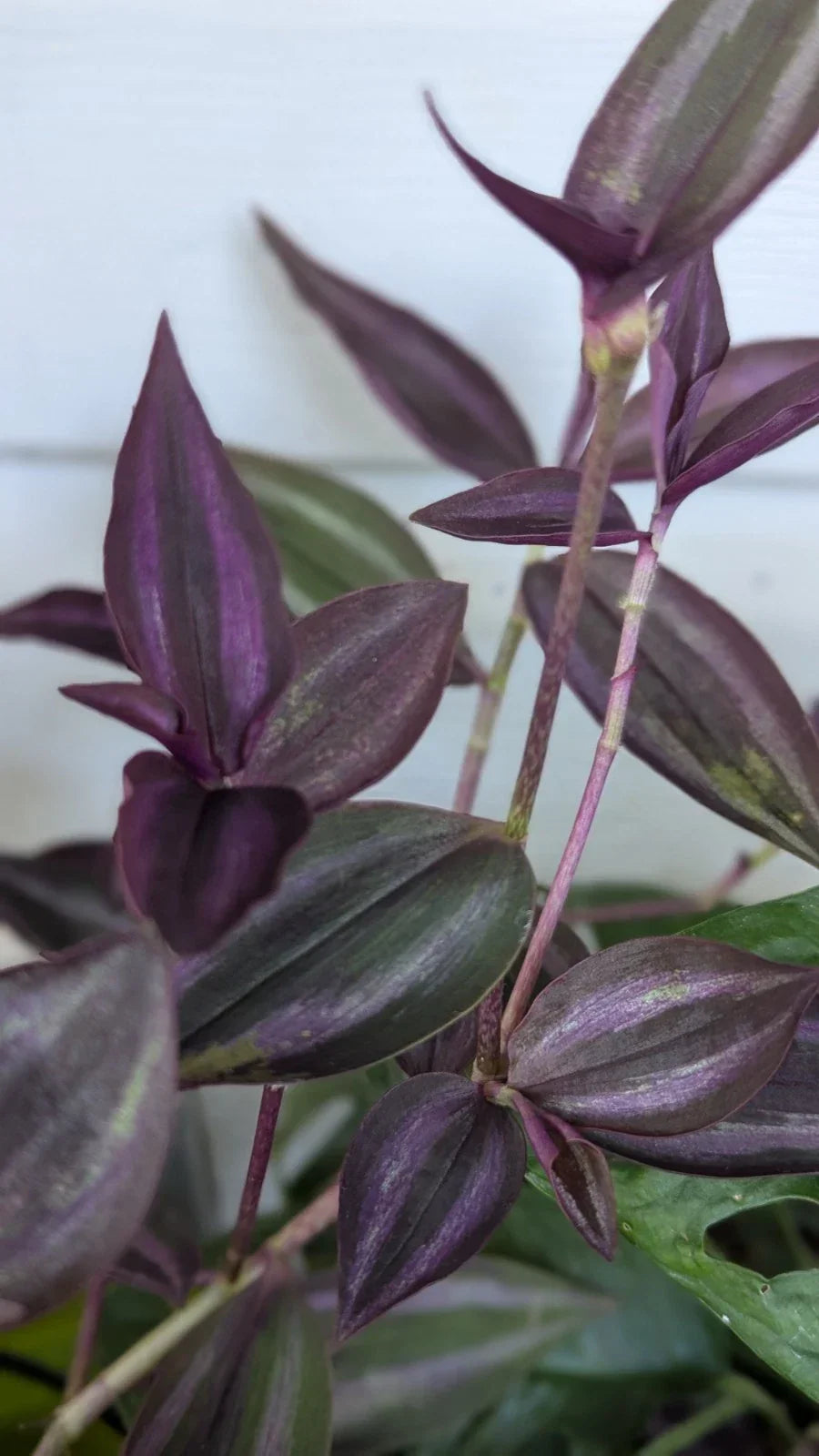 Rare Tradescantia "Burgundy" Cuttings 3-4" Long - 8 Healthy Cuttings for Indoor Plant Propagation, Tradescantia zebrina