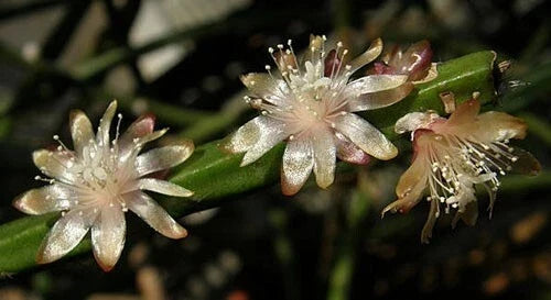 Rhipsalis Dissimilis Cuttings - 4 Inch Orchid Cactus - White Flowers - Succulent Plant Cuttings - Rhipsalis dissimilis