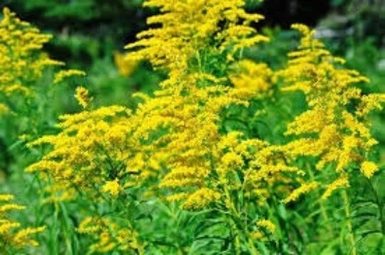 Goldenrod Seeds - 200 Seeds, Solidago Rigida, Medicinal Herb, Native Wildflower, Drought Tolerant, Pollinator Friendly