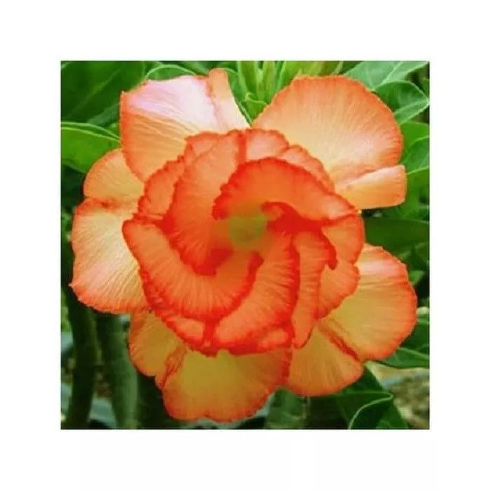 Orange Desert Rose Seeds - 4 Pack Adenium Obesum Perennial Flower Seeds for Gardening, Easy Care, Drought-Tolerant