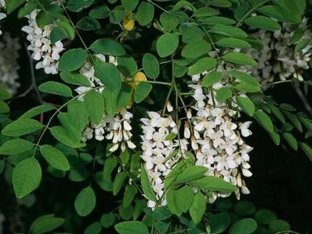 Black Locust Tree Seeds - 10 Pack, Fast Growing, Fragrant - Robinia Pseudoacacia