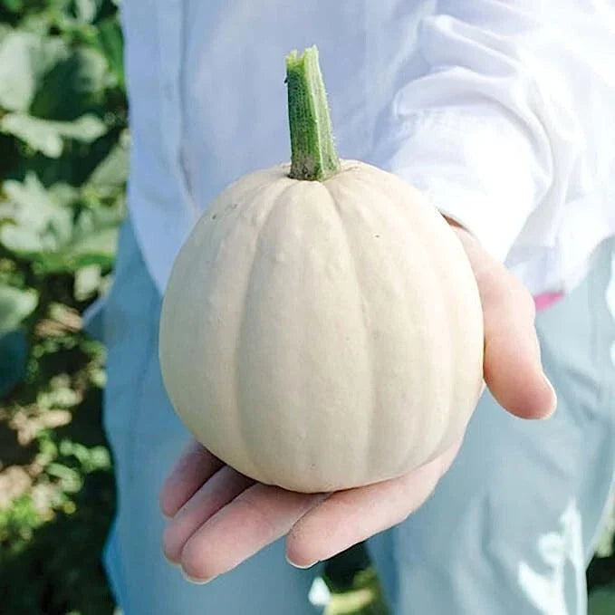 Buffy Winter Squash Seeds - 10 Seeds - Mini Variety - Cucurbita maxima - Compact Growth for Small Gardens