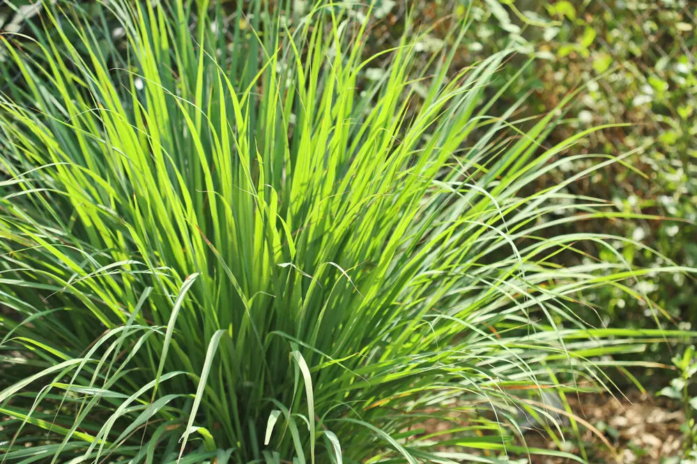 Lemongrass Seeds - 100 High-Quality Seeds - Cymbopogon citratus - Grow Fresh Lemon Grass Herb at Home