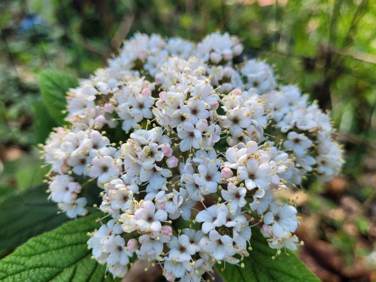 Viburnum Cuttings - 6 Hardy Flowering Bush Cuttings for Hedges - Viburnum x rhytidophylloides - Ideal Landscape Plant