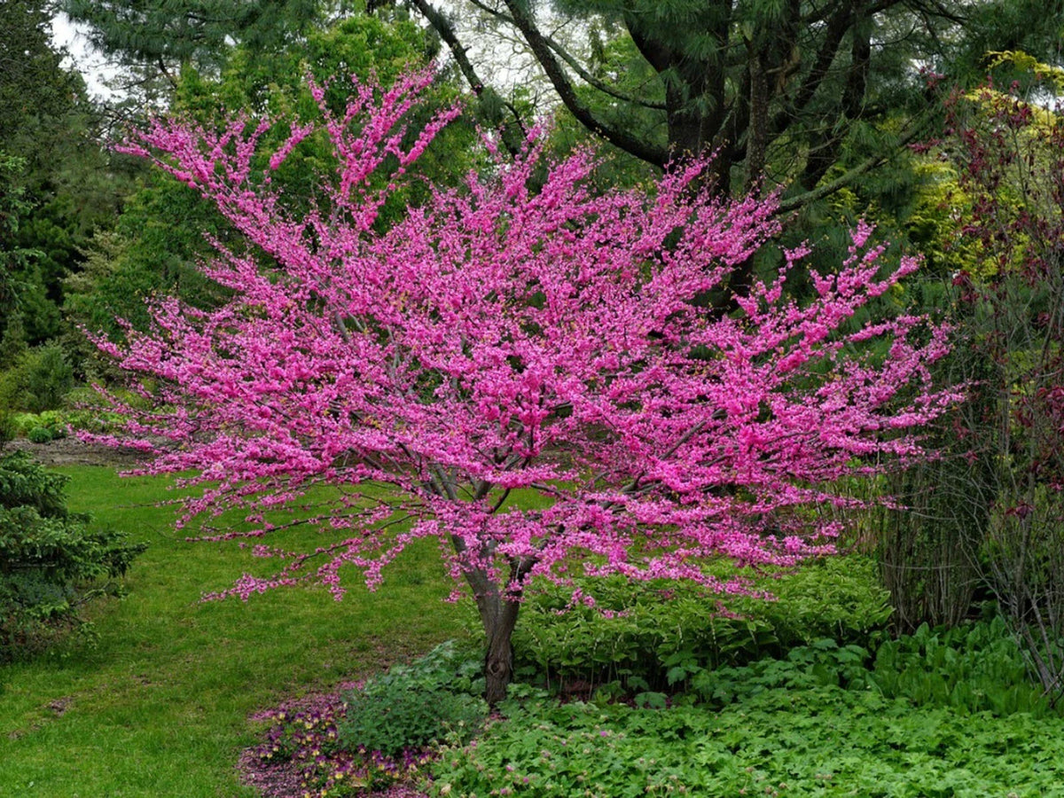 Eastern Redbud Tree Seeds - 30 Count - Cercis canadensis - Pink Flowers for Landscaping & Garden Projects