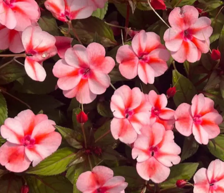Sunpatiens Live Plants, 4 Baby Plugs, Vigorous Peach Candy, Impatiens hawkeri, Bicolor Orange-White Flowers