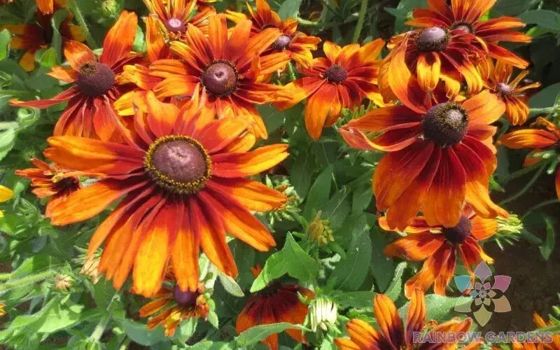 Cappuccino Rudbeckia Seeds - 200+ Count - Rudbeckia hirta - Perennial Garden Plant - Non-GMO, USA