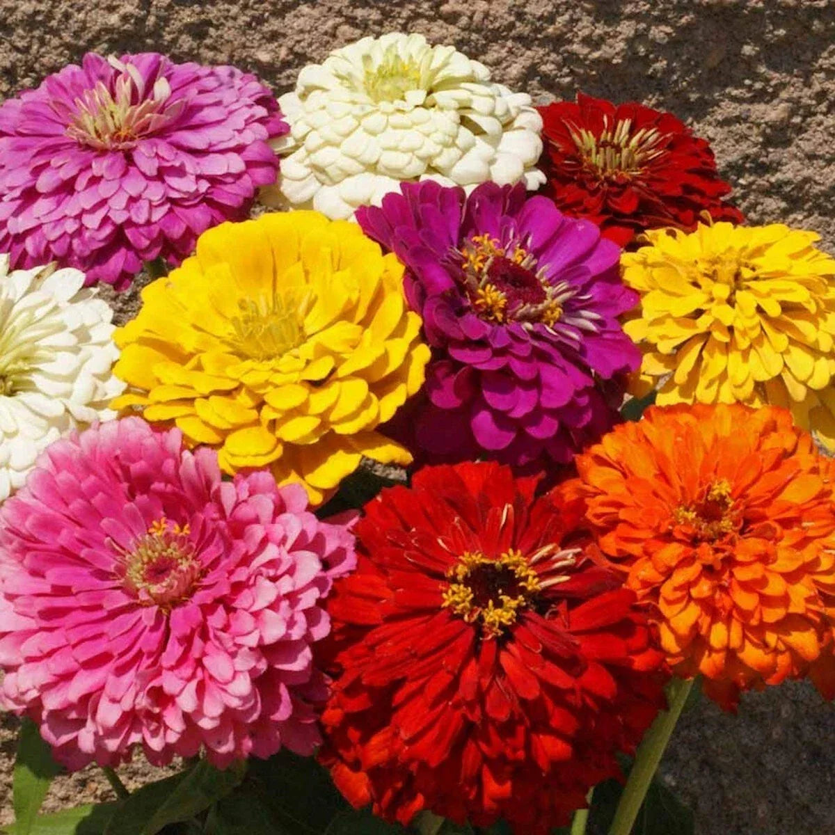 Dahlia Flowered Mixed Zinnia Seeds 1/4 Lb - Colorful Garden Flowers - Zinnia elegans - Non-GMO, Pollinator Friendly