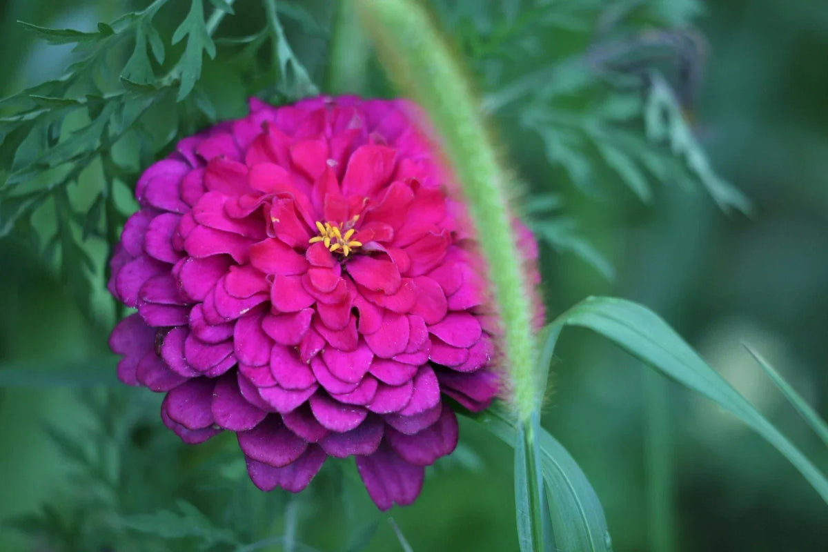 Zinnia Seeds - 20+ Heirloom Purple Prince - Zinnia elegans - Attracts Pollinators - Free US Shipping