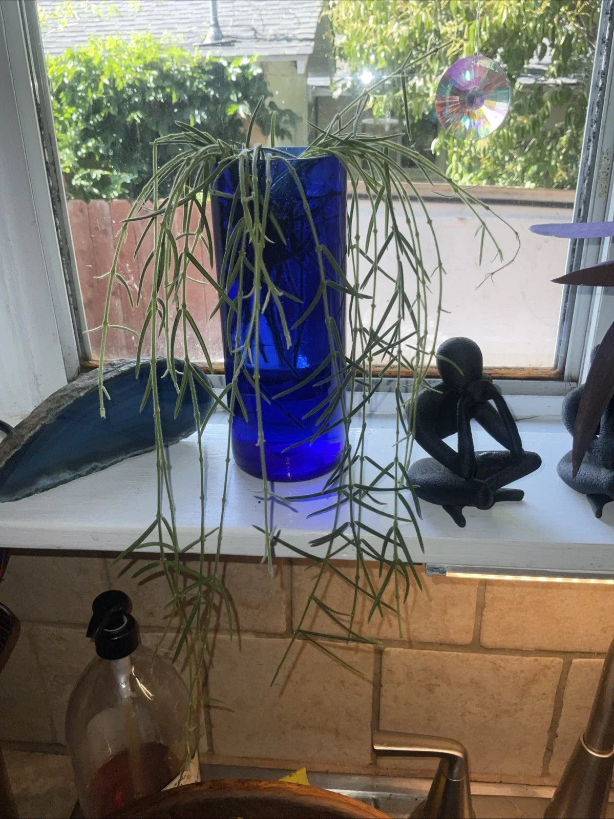 Hoya Linearis Cuttings - 3” Rooted Plant - Uncommon Trailing Houseplant for Indoor Decor - Hoya linearis