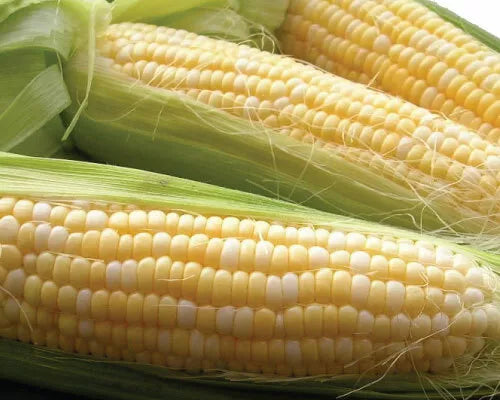Sweet Corn Seeds - Pack of 100 - Latte Variety - Non-GMO - Zea mays - High Germination Rate for Home Gardening