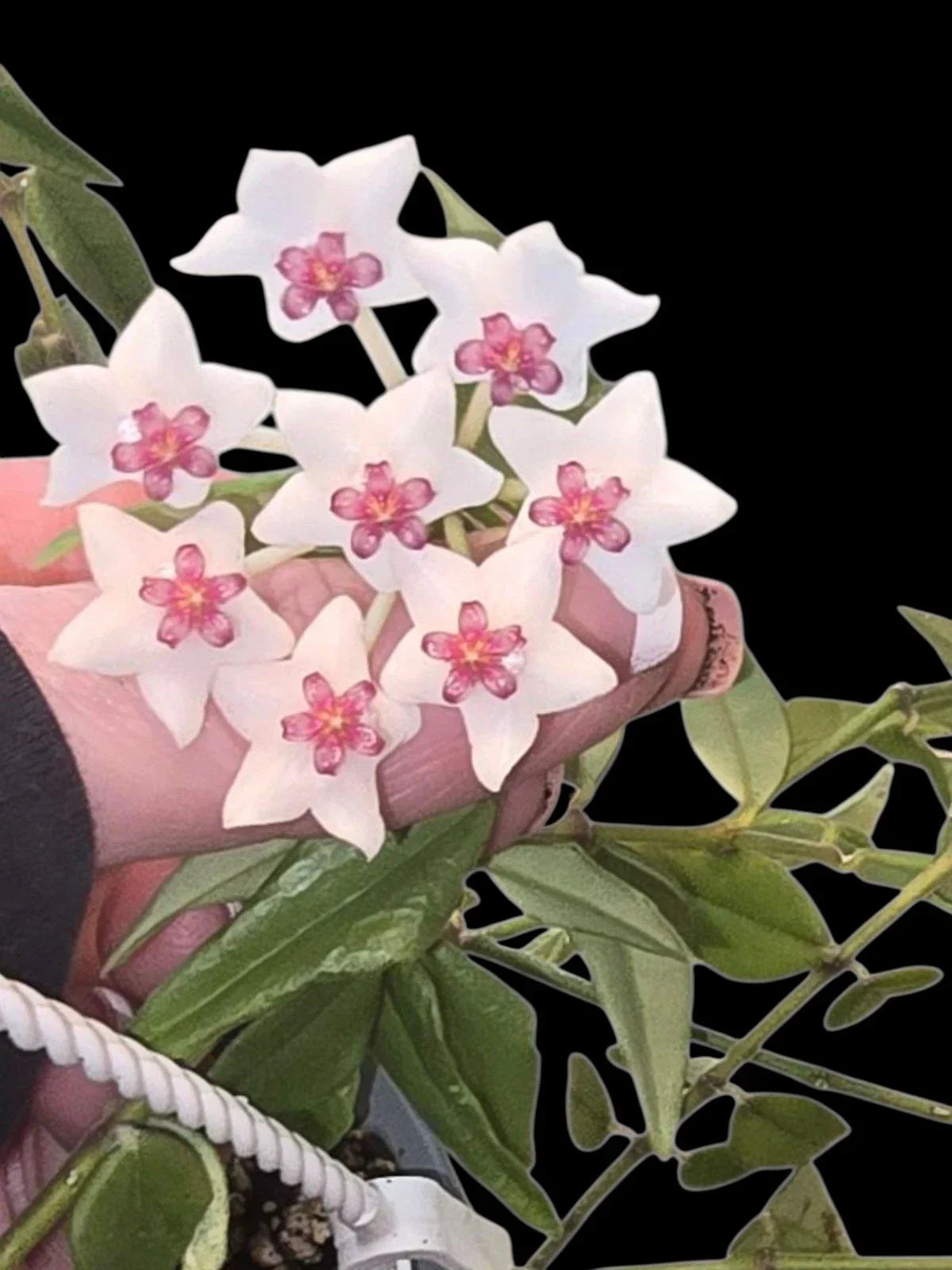 Hoya Bella Starter Plant 3" Pot - Hoya Beauty (Hoya multiflora) - Rooted Indoor Houseplant, Easy Care, Air-Purifying