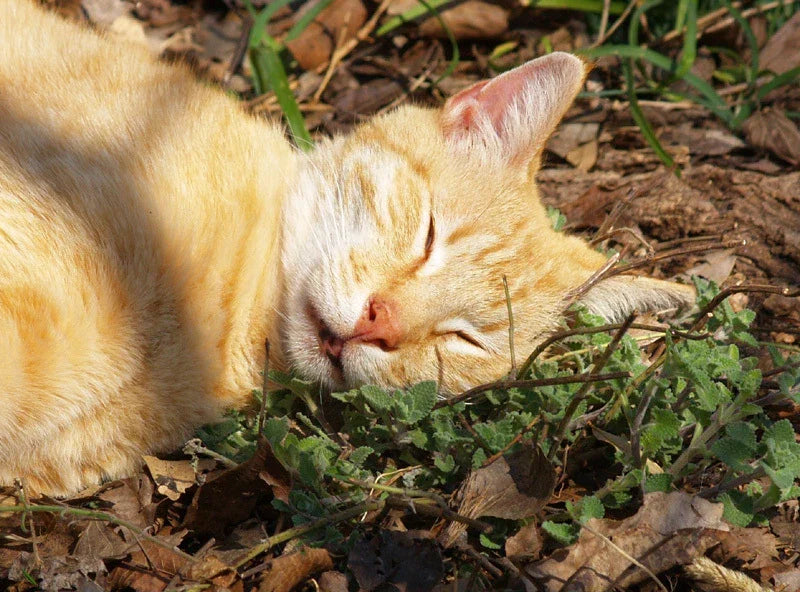 Catnip Seeds - 100 Pack - Organic Nepeta cataria - Aromatic Herb for Cats and Gardens