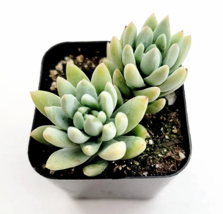 Sedeveria 'Silver Frost' Succulent 2 Inch Live Plant | Low Maintenance Indoor Decor | Sedeveria Hybrid