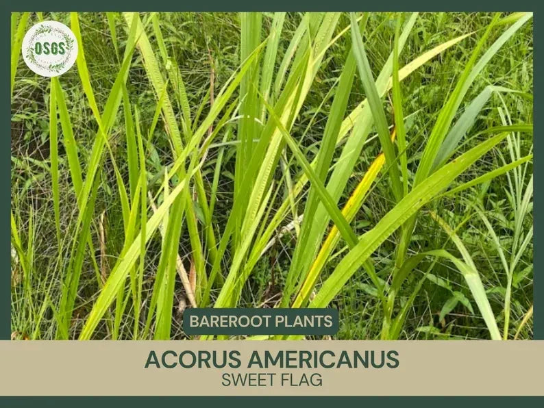 Bare Root Sweet Flag Plant | Acorus americanus | Live Medicinal Plant for Water Gardens and Natural Remedies