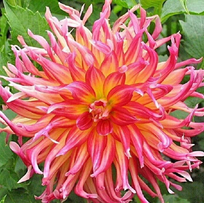 Dahlia Plant 4" Live Coral Pink Red Yellow Cactus Flower - Dahlia 'Bora Bora' - Perfect for Garden and Pollinators