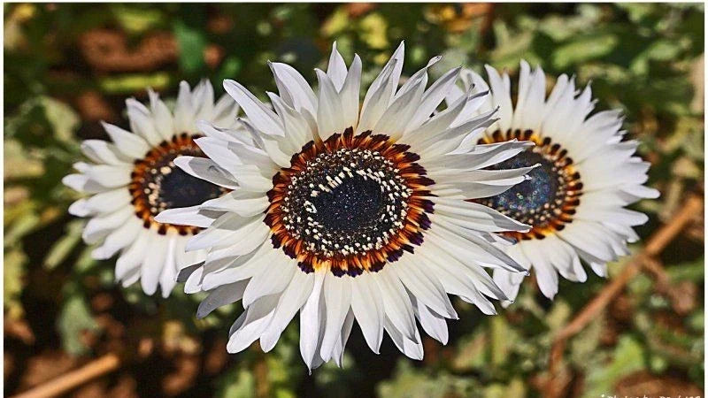 Italian White Sunflower Seeds - 50 Heirloom Non-GMO Cut Flowers - Helianthus annuus - Tall, Elegant Blooms for Gardens