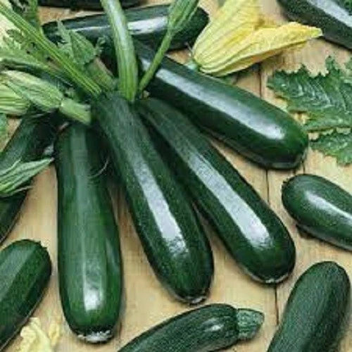 Black Beauty Zucchini Seeds - Organic Heirloom Variety - Cucurbita pepo - 50 Seeds for Home Garden Planting