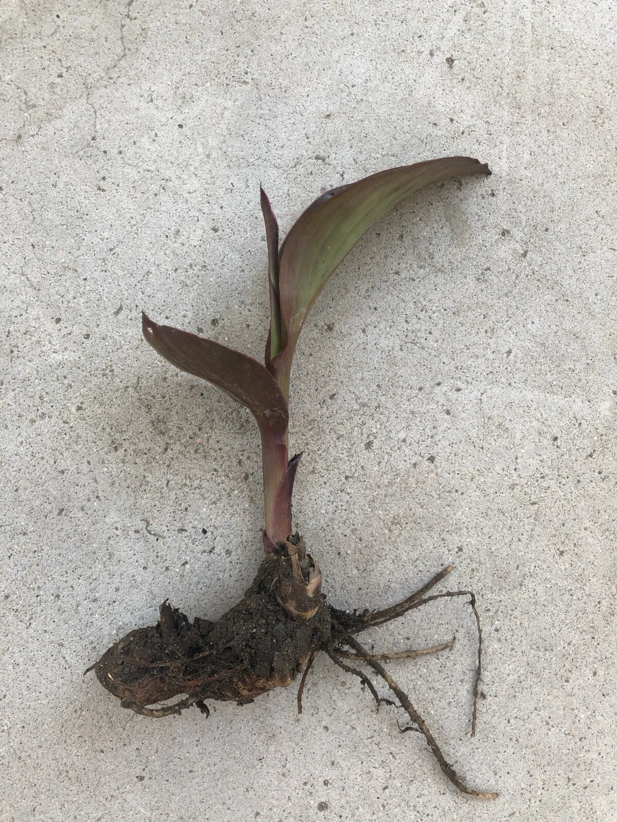 Canna Bulbs Edulis Ker Gawl - Bare Root Tropical Perennial Plant - Canna indica - Colorful Foliage for Garden