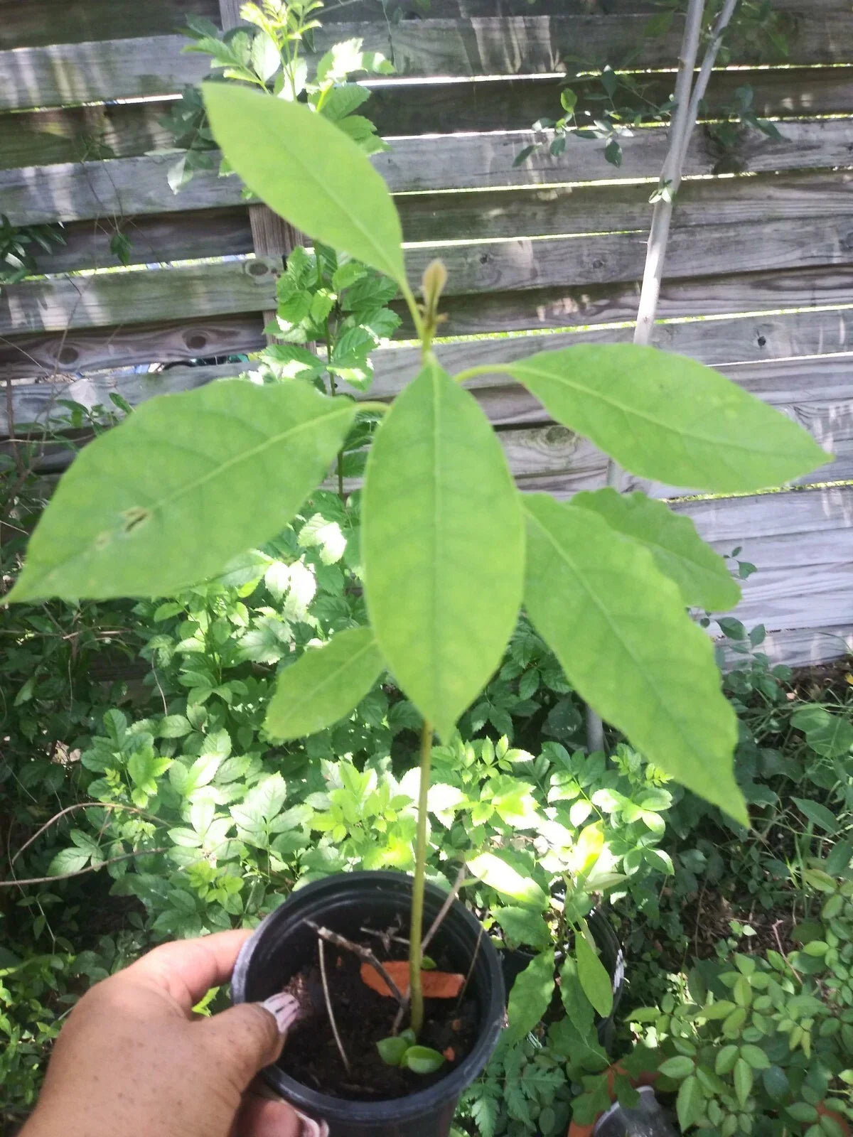 Live Avocado Tree 5-8" Aguacate Fruit Plant Persea americana - Ideal for Gardens & Pots, Easy Care Houseplant
