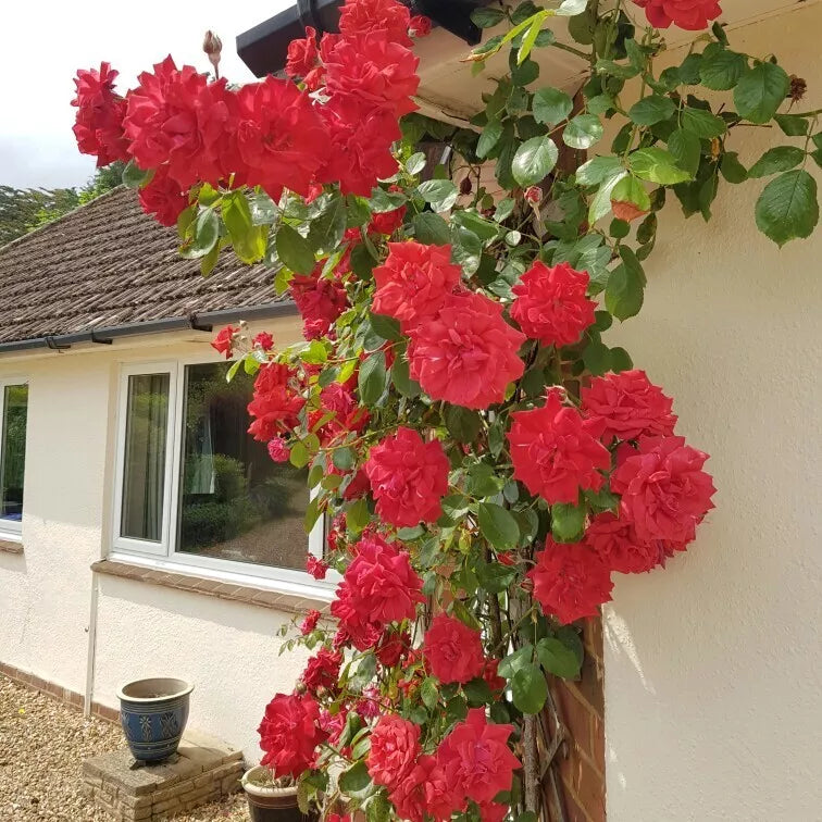 4 Live Cuttings of Prince's Trust Rose, English Legend Climbing Rose Plant, Rosa 'English Legend', Pink Blooms