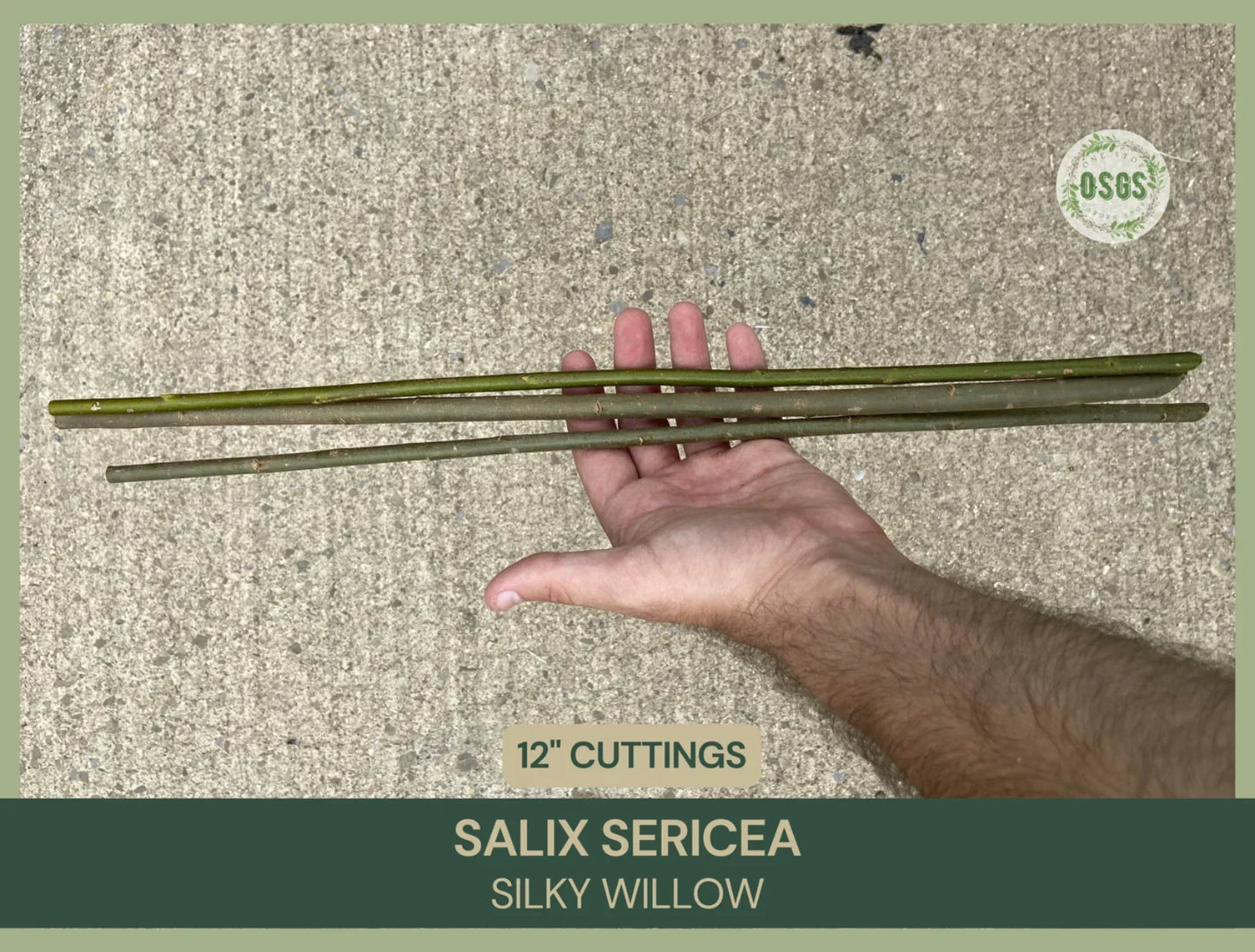 Silky Willow Cuttings | 12" Fresh Cuttings | Salix sericea | Native Plant Cuttings for Gardening and Landscaping