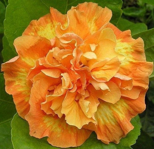 Hibiscus Seeds - 20 Double Yellow Orange Perennial Flower Seeds - Hibiscus rosa-sinensis - Tropical Garden Blooms