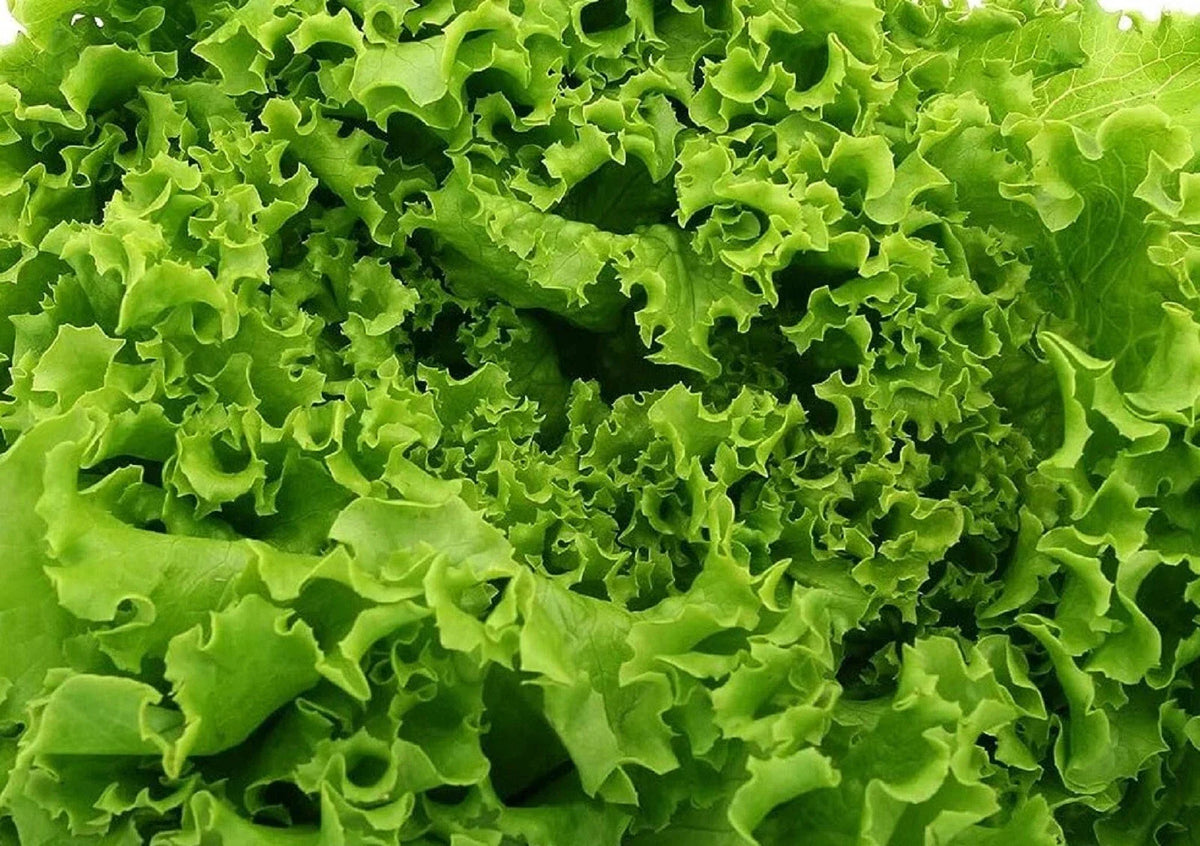 Grand Rapids Lettuce Seeds 500+ Non-GMO TBR - Lactuca sativa for Home Gardening, Easy to Grow, Perfect for Salads