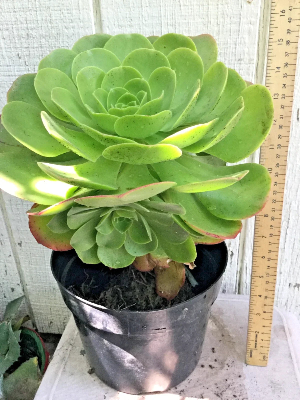 Large Rooted Aeonium Arboreum Succulent Green Rose - 15" x 8.5" - Drought-Tolerant Indoor/Outdoor Plant