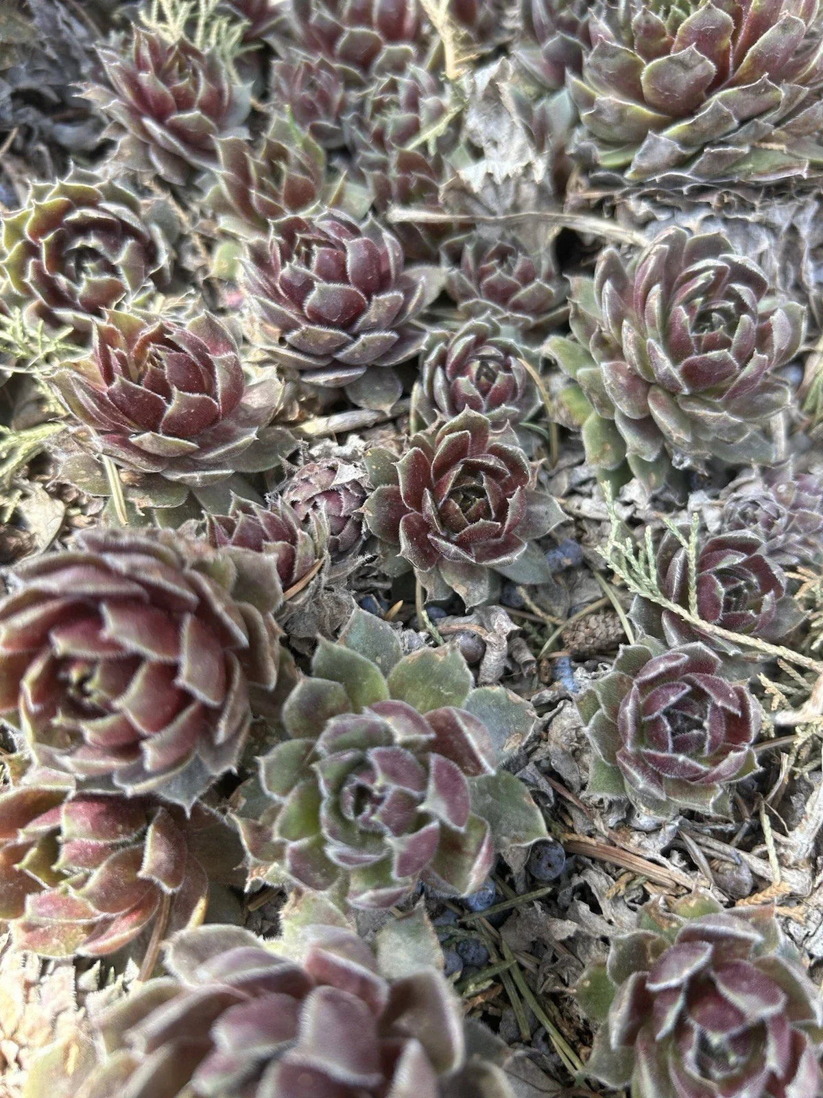 Live Sempervivum Succulents - 10 Commander Hay Hens & Chicks - Hardy Perennials for Zones 4-8 - Low-Maintenance Plants