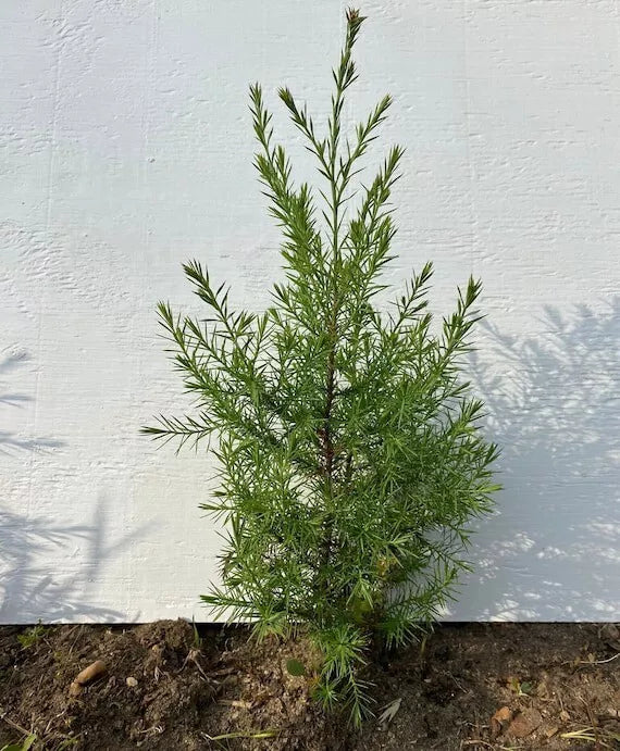 Eastern Red Cedar Trees 5 Bare Root Live Plants - Juniperus Virginiana - Drought-Tolerant Evergreens for Landscaping