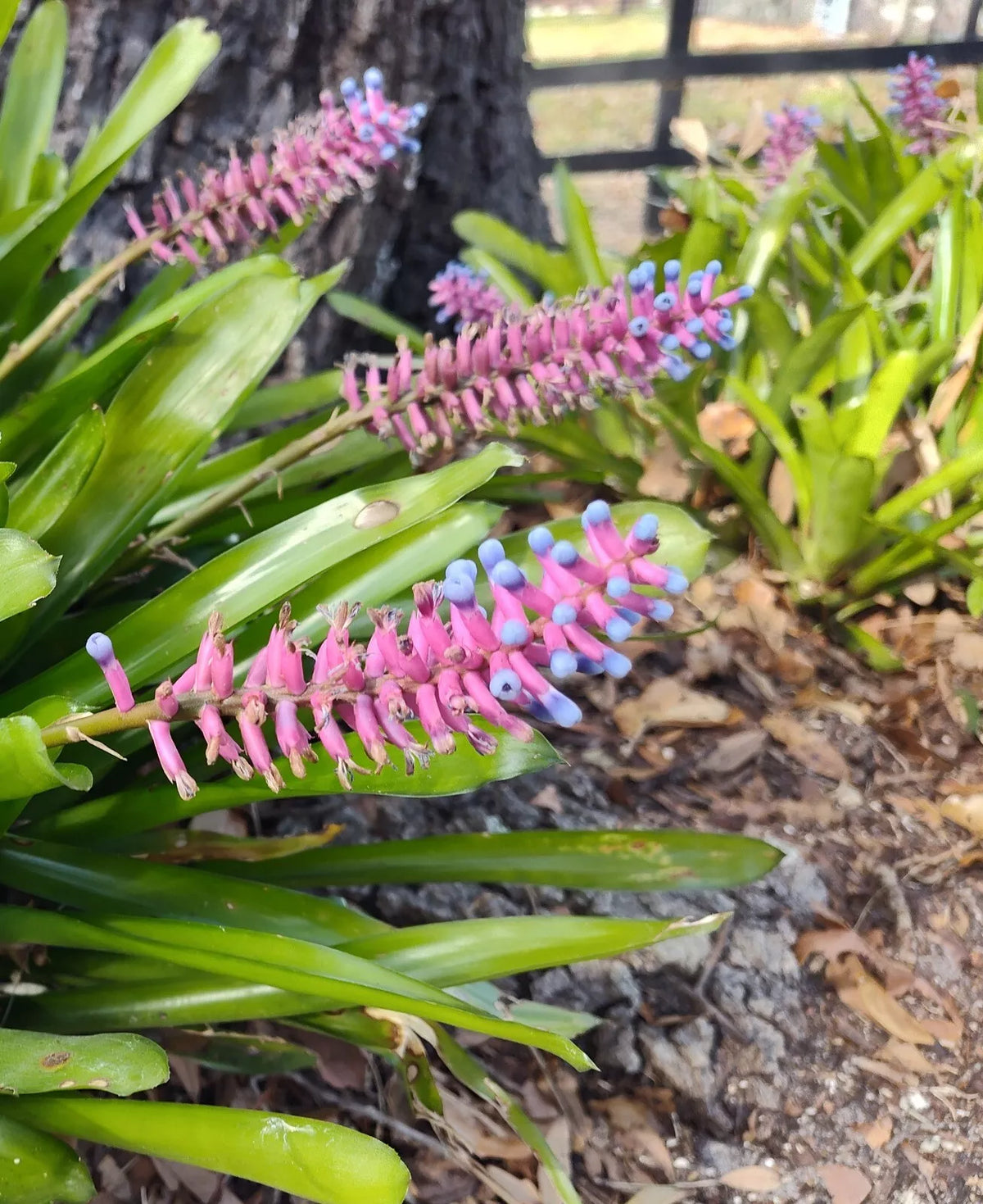 Matchstick Bromeliad Plant 8-10 Inches Aechmea Gamosepala - Vibrant Indoor Outdoor Tropical Houseplant