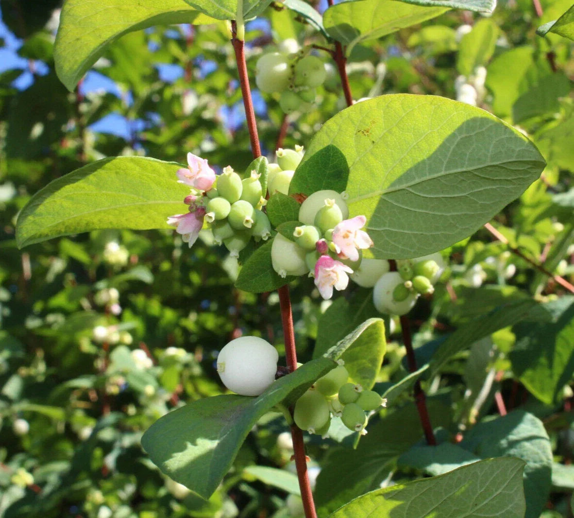 Snowberry Seeds - 40 Pack - Symphoricarpos albus - Easy to Grow Honeysuckle Shrub - Attracts Birds and Wildlife