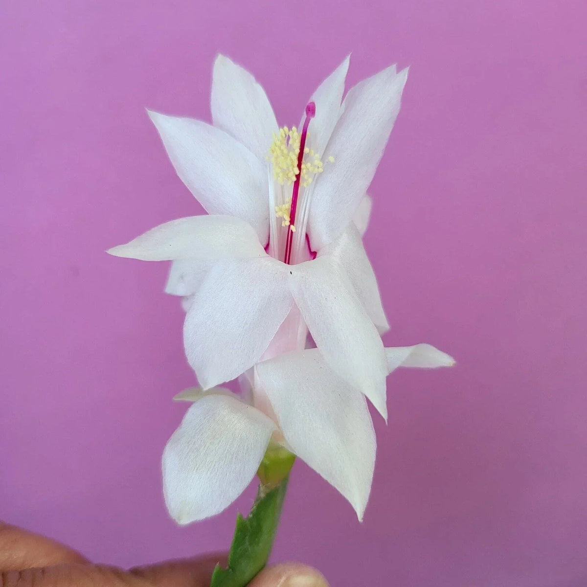 3 Cuttings Thor Cecilie Jungle Holiday Cactus Schlumbergera Truncata - Vibrant Indoor Plant for Easy Propagation