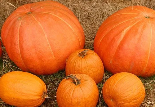 Mixed Pumpkin Seeds - 50 Pack - Heirloom Varieties - Cucurbita pepo - Non-GMO, High Germination Rate for Gardening