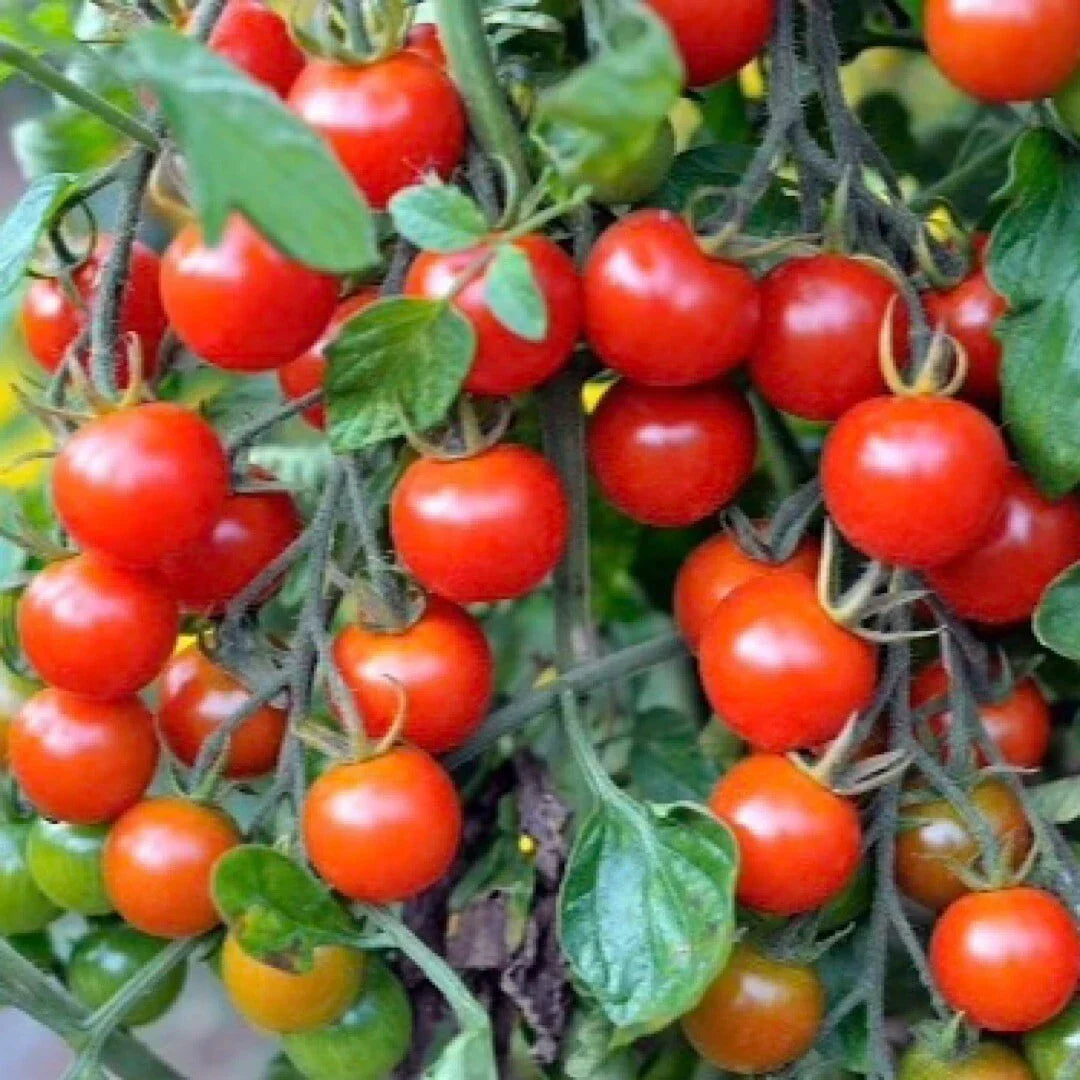 Tomato Seeds 100+ Small Red Cherry Variety Solanum lycopersicum for Home Gardens