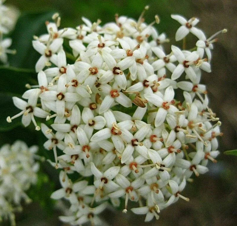 Rough Leaf Dogwood Live Plant 12-24 Inches Flowering Shrub Cornus drummondii - Hardy White Blooming Green Foliage