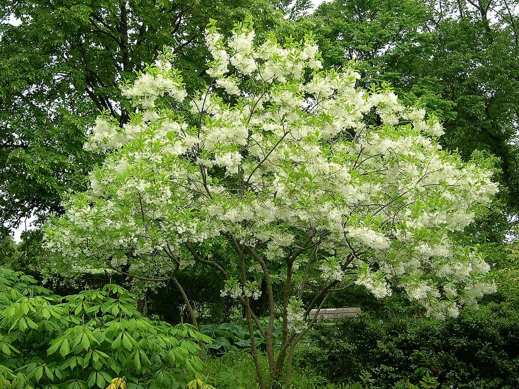 Fringe Tree Seeds, 5 Seeds, Chionanthus virginicus, Native Flowering Tree for Garden Landscaping