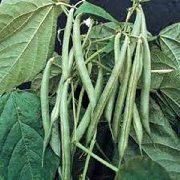 Blue Lake Bush Green Bean Seeds - Heirloom, 20+ Non-GMO Seeds, Phaseolus vulgaris, Ideal for Home Gardening