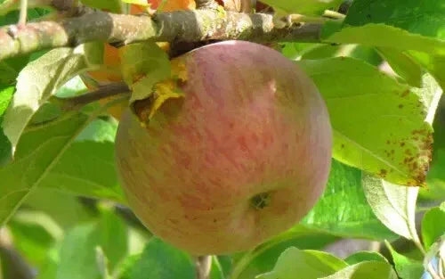 Baguette Violette Apple Seeds - 25+ Count - Malus domestica - Non-GMO for Home Gardening - USA Seller - Free Shipping