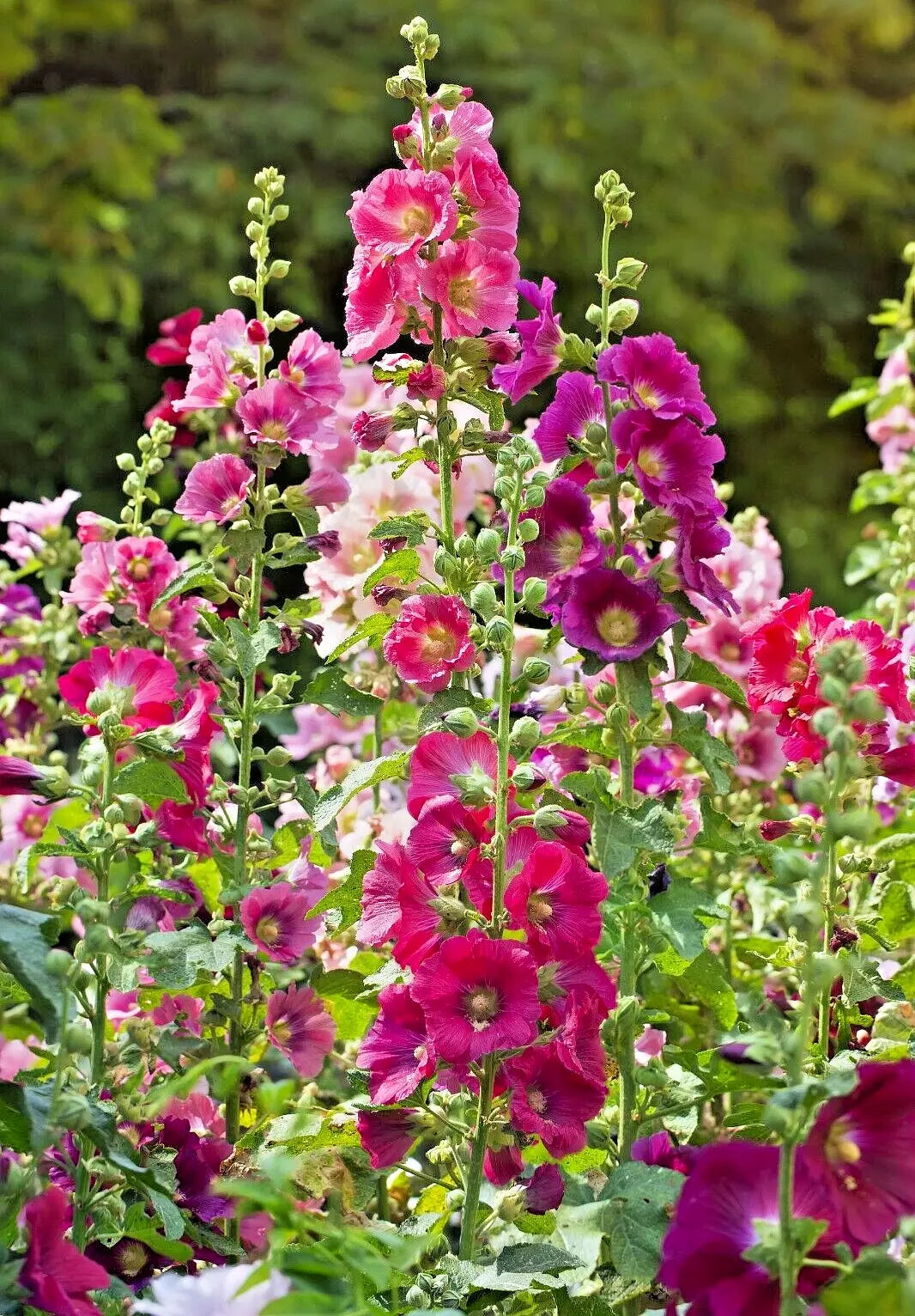 Giant Hollyhock Seeds Mix - 50 Seeds, Hardy Perennial, Colorful Variety, Alcea rosea, Easy to Grow, USA Seller