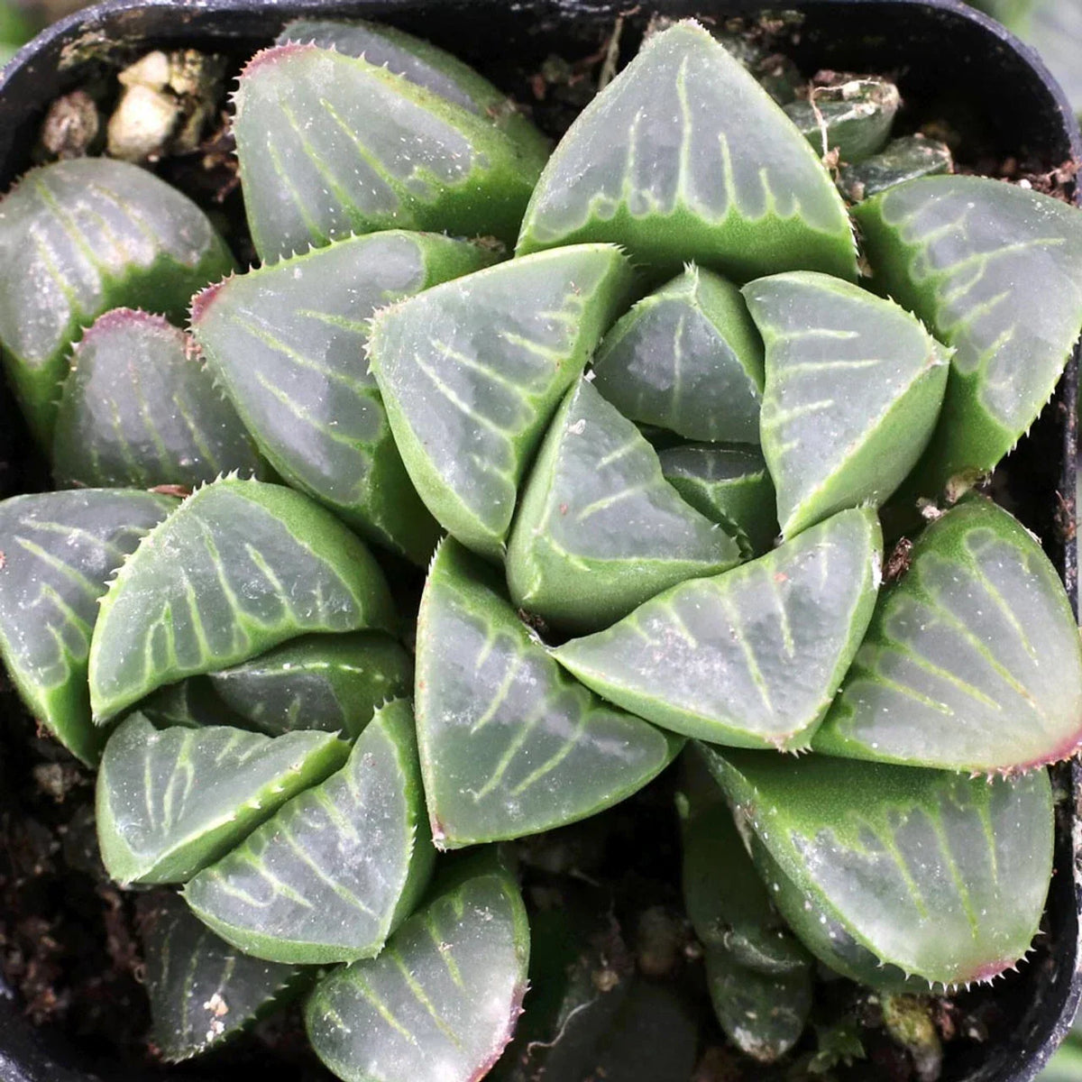 Haworthia Mutica Potted Plant 2" Rare Succulent Indoor Plant Low Maintenance Green Foliage Haworthia mutica
