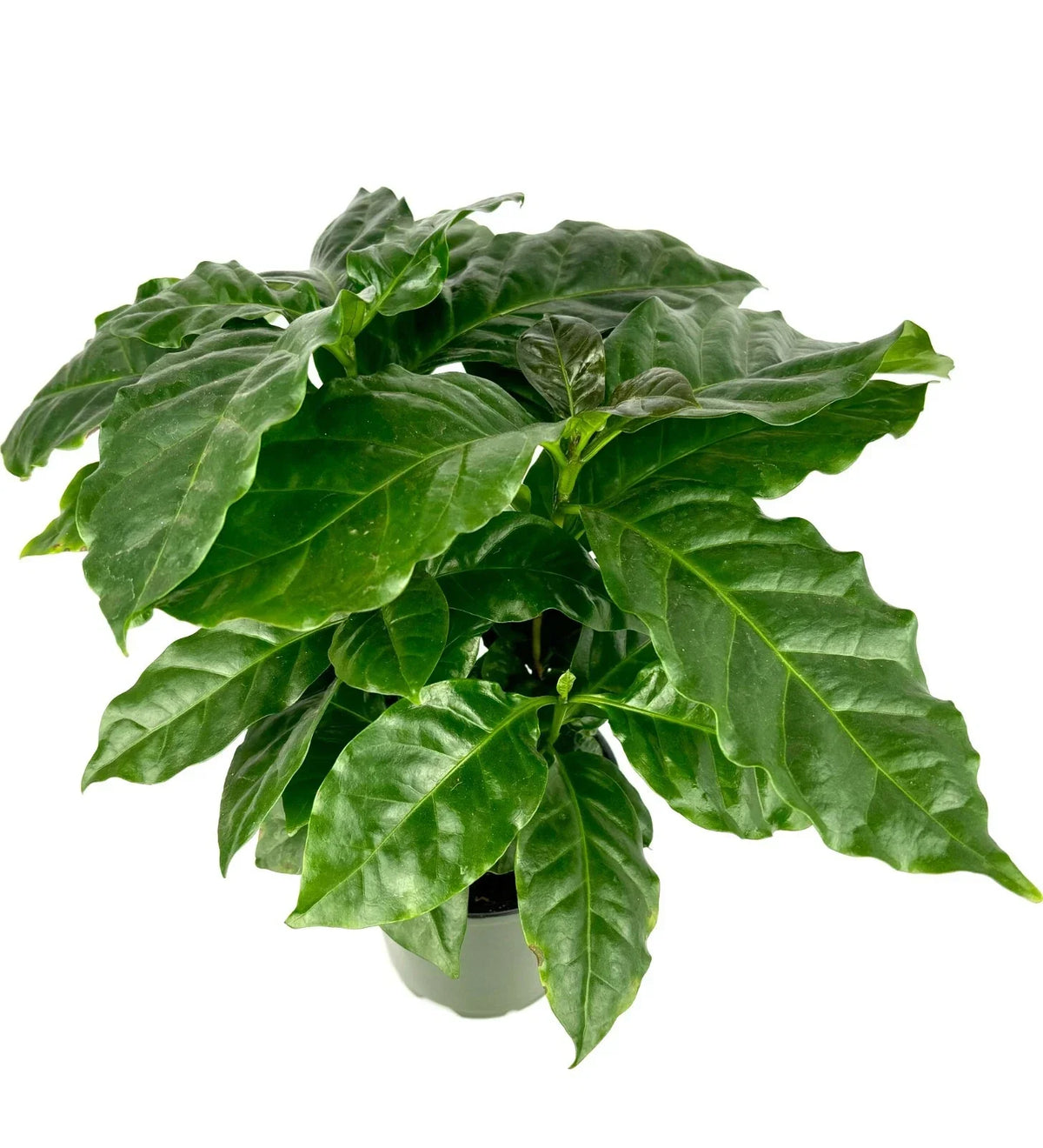 Coffee Plant 4" Pot Easy Care Air Purifying House Plant Coffea Arabica Indoor Greenery