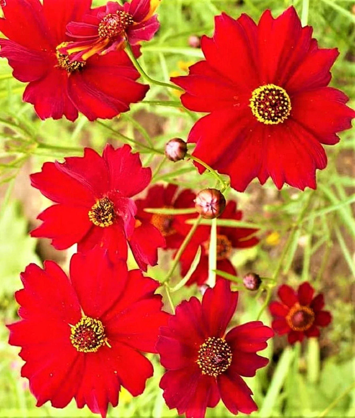 Dwarf Coreopsis Seeds - 1,000+ Non-GMO Red Plains Variety - Coreopsis tinctoria - Ideal for Gardens and Pollinator Attraction