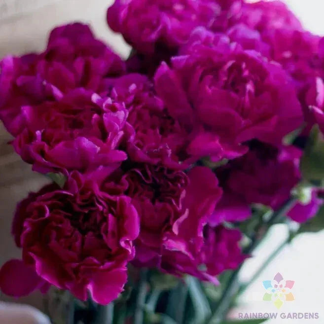 Fuchsia Love Carnation Seeds - 200+ Premium Seeds - Dianthus caryophyllus - Vibrant Pink Flowers for Garden Planting
